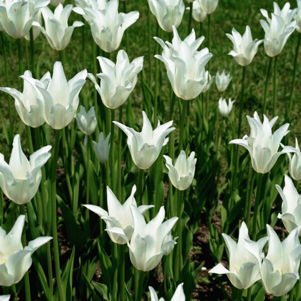 Tulip White Triumphator - Image 2