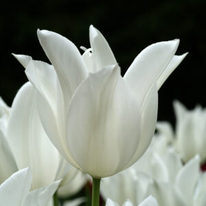 Tulip White Triumphator