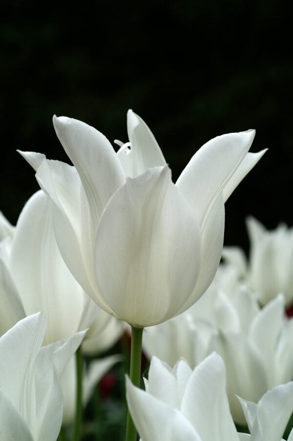 Tulip White Triumphator