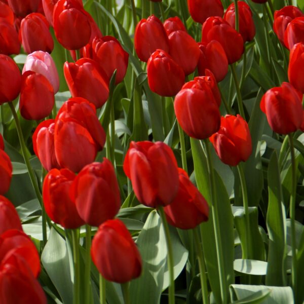 Tulip Red Impression - Image 2