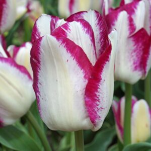 Tulip Affaire