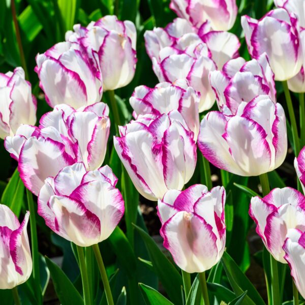 Tulip Affaire - Image 2