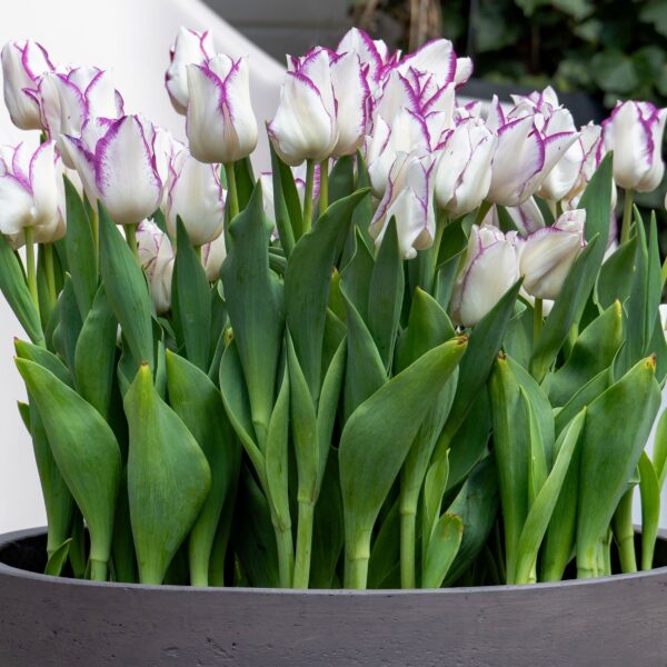 Tulip Affaire - Image 3