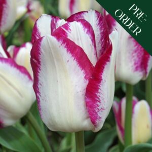 Tulip Affaire