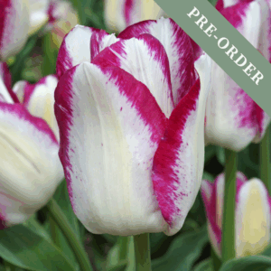 Tulip Affaire