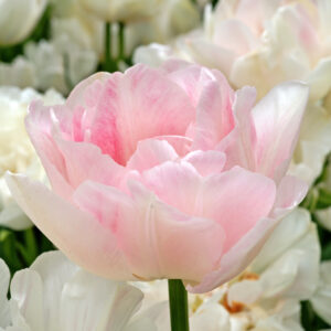 Tulip Angelique