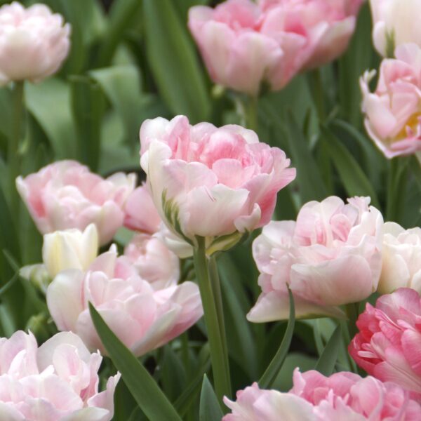 Tulip Angelique - Image 2