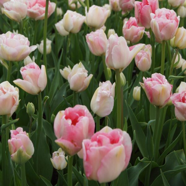 Tulip Angelique - Image 3