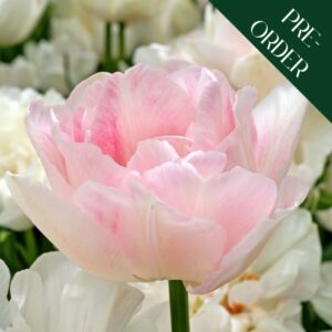 Tulip Angelique