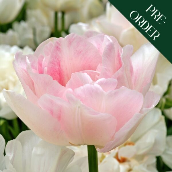 Tulip Angelique