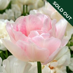 A close up image of an Angelique Tulip in white with pink edges, and other tulips in the background