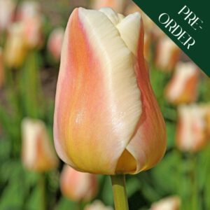 Tulip Apricot Pride