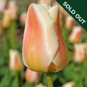 A close up image of an Apricot Pride tulip.