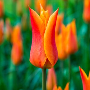 Tulip Ballerina