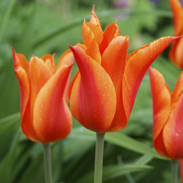 Tulip Ballerina - Image 2