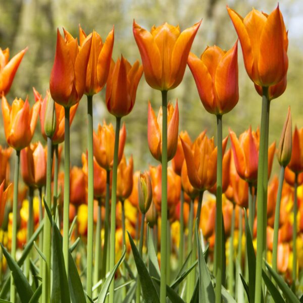 Tulip Ballerina - Image 3