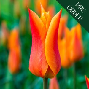 Tulip Ballerina