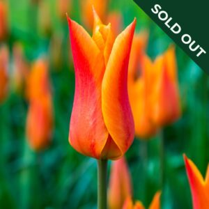 A close up image of a Ballerina Tulip in orange and red with pointed petals, leafy green background and other tulips