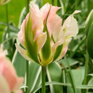 Tulip China Town