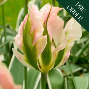 Tulip China Town