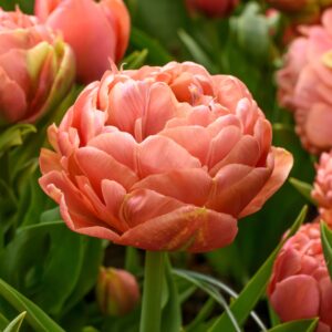 Tulip Copper Image