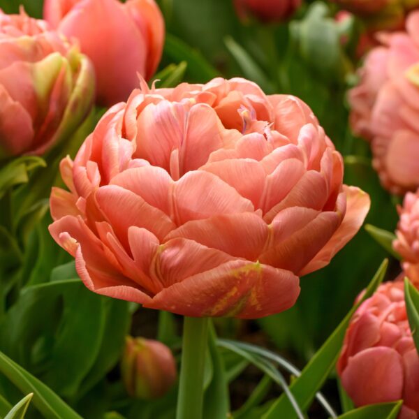 Tulip Copper Image - Image 2