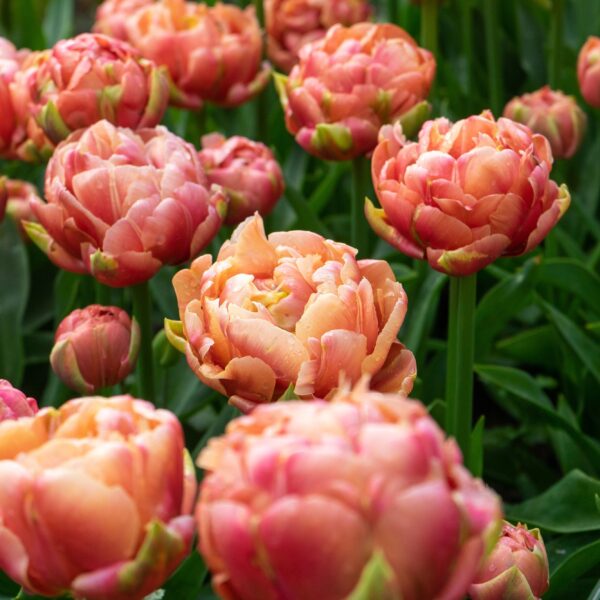 Tulip Copper Image - Image 3