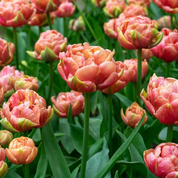 Tulip Copper Image - Image 4