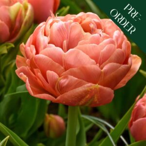 Tulip Copper Image