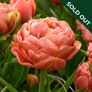 A close up of a Copper Image tulip with orange copper peach petals and leafy green background with other tulips