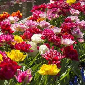 Tulip Double Late Mix
