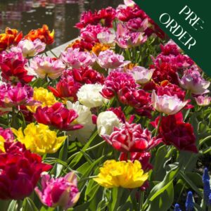 Tulip Double Late Mix