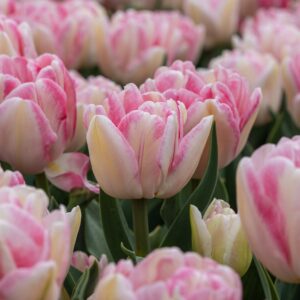 Tulip Foxtrot