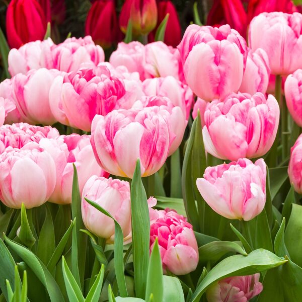 Tulip Foxtrot - Image 2