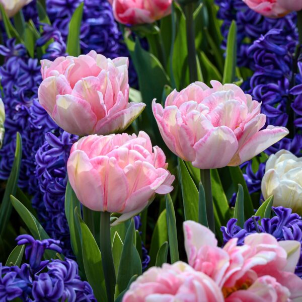 Tulip Foxtrot - Image 3