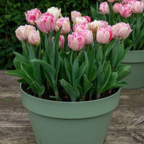 Tulip Foxtrot - Image 4