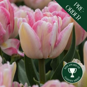 Tulip Foxtrot