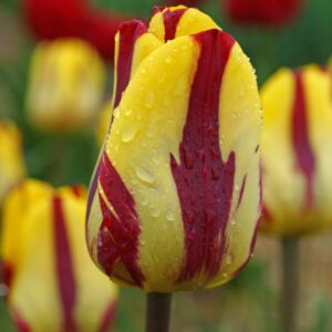 Tulip Helmar