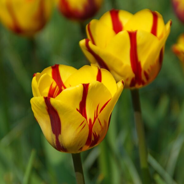 Tulip Helmar - Image 2