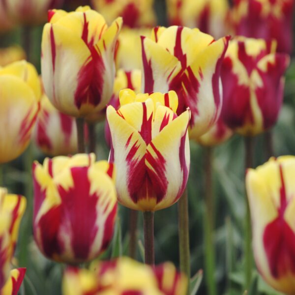 Tulip Helmar - Image 3