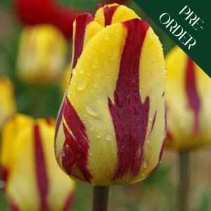 Tulip Helmar