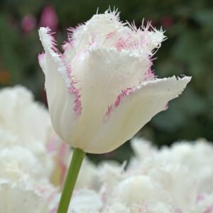 Tulip Lady Smile