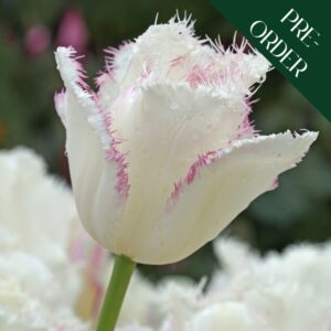 Tulip Lady Smile