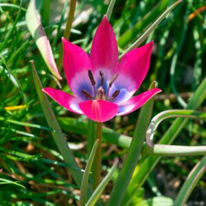 Tulip Hageri Little Beauty