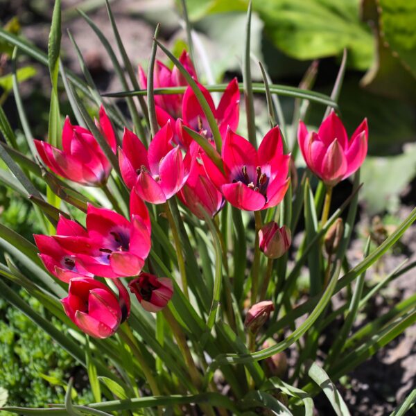 Tulip Hageri Little Beauty - Image 2