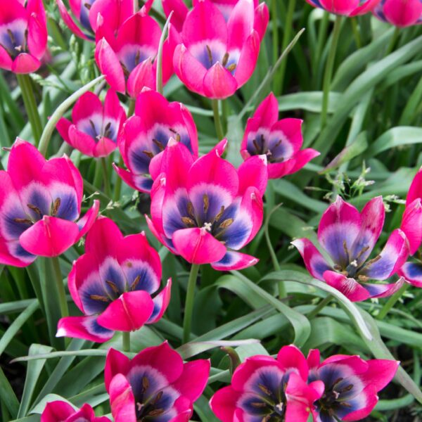 Tulip Hageri Little Beauty - Image 3