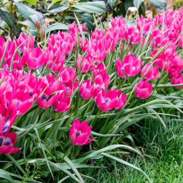 Tulip Hageri Little Beauty - Image 4