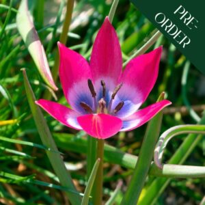 Tulip Hageri Little Beauty