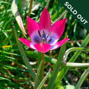 A close up macro image of a Hageri Little Beauty Tulip with pink and blue purple pointed petals.