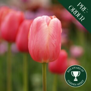 Tulip Menton